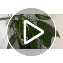 10 Pack Garden Plant Support Stakes,10" Widex16 High Heavy Duty Interlinked Half Round Peony Support Ring Cage for Indoor Outdoor Plants,Plant Supports for Peony,Tomato,Hydrangea,Rose - view 7