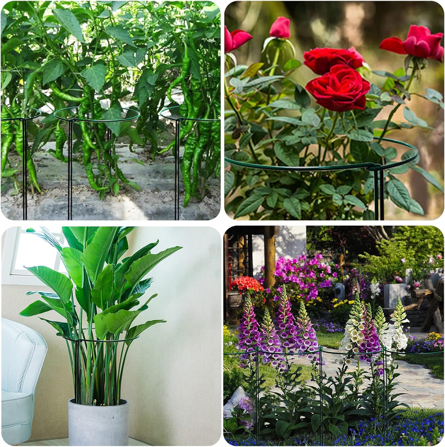 10 Pack Garden Plant Support Stakes,10" Widex16 High Heavy Duty Interlinked Half Round Peony Support Ring Cage for Indoor Outdoor Plants,Plant Supports for Peony,Tomato,Hydrangea,Rose - view 7