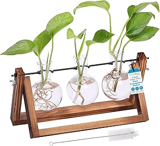 BIRDROCK HOME Plant Propagation Station | 3 Bulb Vase with Wooden Stand Terrarium | Great Gift Idea for the Home Office Garden | Hydroponics Plants