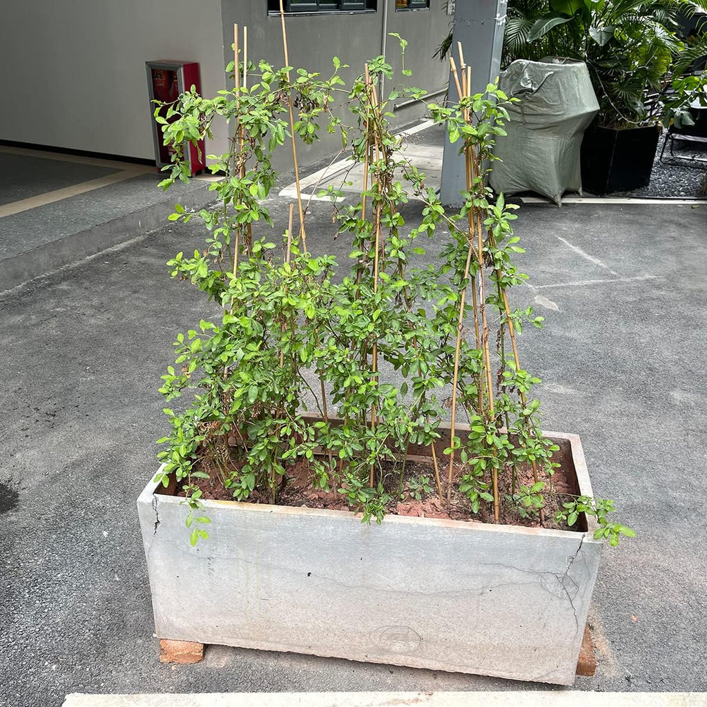 Plant Stakes,18 Inches Natural Garden Bamboo Sticks, 20Pcs Plant Support Stakes for Tomatoes,Beans,Vegetable and Potted Plants | with 20Pcs Green Ties, Bamboo Sticks for Plants,Garden Stakes for Plants,Tomatoes, Beans, Vegetable and Potted Plants - view 5