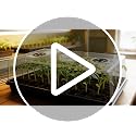 Seed Starter Tray, Gardening Plant Grow Trays Kit for Seedling, Germination Trays with 4.72 Inch High Humidity Domes，Large Growing Space & Better Air Flow for Seed Starting, Mini Greenhouse, 3PCS - view 7