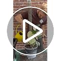 Craft Aroid Potting Mix, Chunky Soil Mix for Monstera, Alocasia, Philodendron, Anthurium & Tropical Plants, Organic Well Draining Indoor Potting Soil for House Plants, Peat Free, 2 QT - view 7