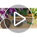 Orchid Bark Potting Mix - 9QT Natural Orchid Potting Mix for Repotting, Blended with Small Pine Bark and Perlite to Provide Ideal Ventilation and Good Drainage for Orchids and Other Potted Plants - view 7
