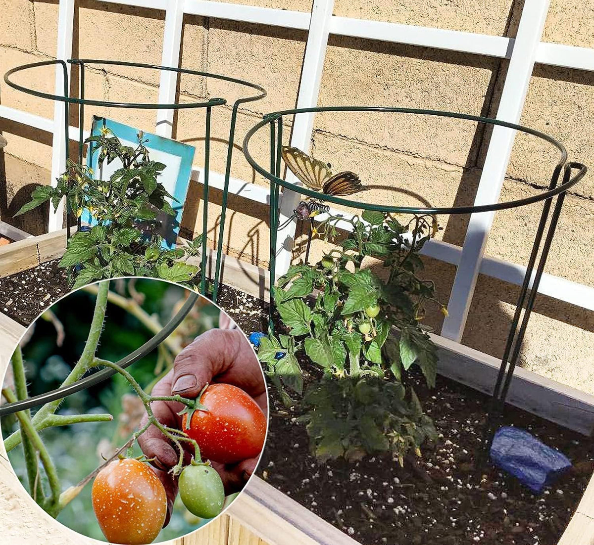10 Pack Garden Plant Support Stakes,10" Widex16 High Heavy Duty Interlinked Half Round Peony Support Ring Cage for Indoor Outdoor Plants,Plant Supports for Peony,Tomato,Hydrangea,Rose - view 8