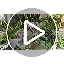 Iridescent Mushroom Self-Watering Globes for Plants - 2 Pack Automatic Plant Waterer Indoor/Outdoor, Plant Watering Devices with Continuous Moisture Supply, No Electricity Needed - view 7