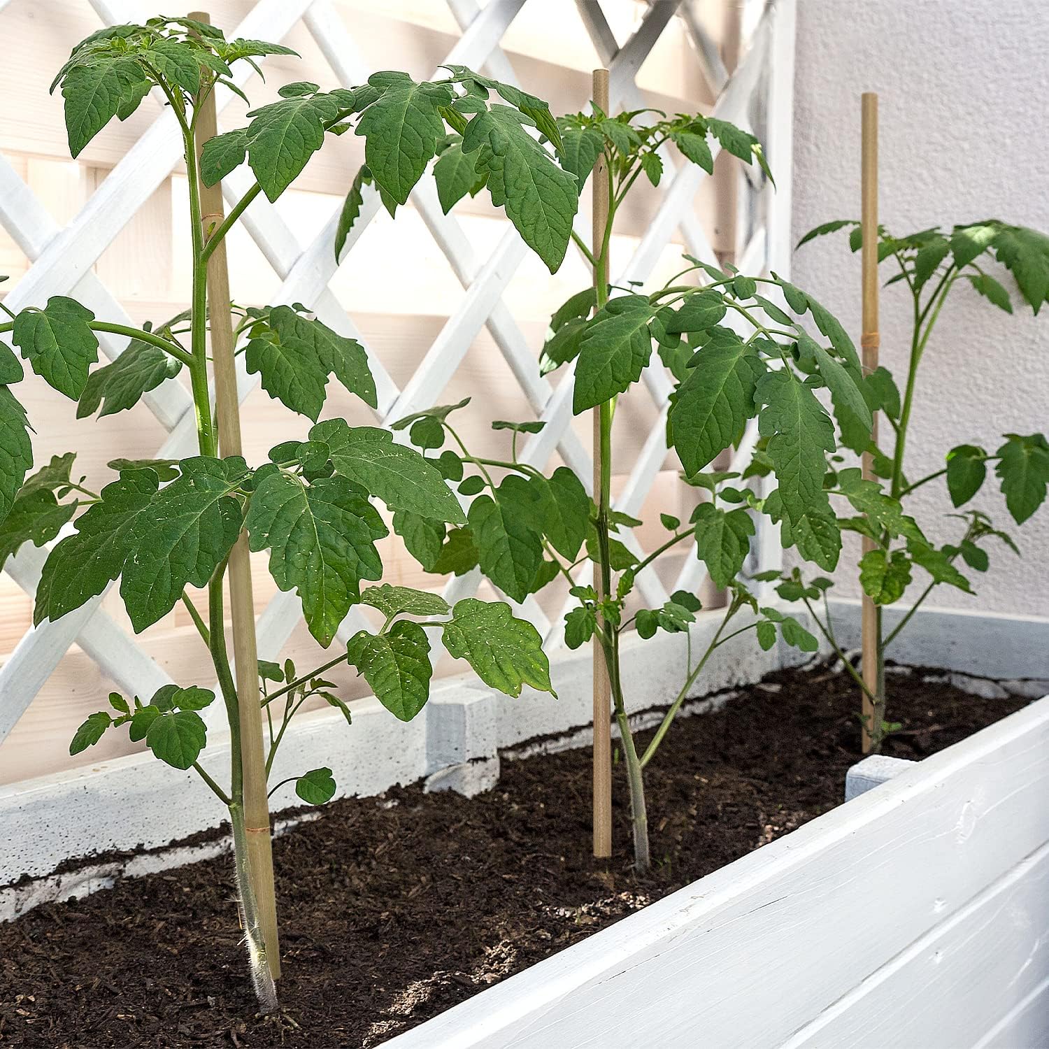 Plant Stakes,18 Inches Natural Garden Bamboo Sticks, 20Pcs Plant Support Stakes for Tomatoes,Beans,Vegetable and Potted Plants | with 20Pcs Green Ties, Bamboo Sticks for Plants,Garden Stakes for Plants,Tomatoes, Beans, Vegetable and Potted Plants - view 4