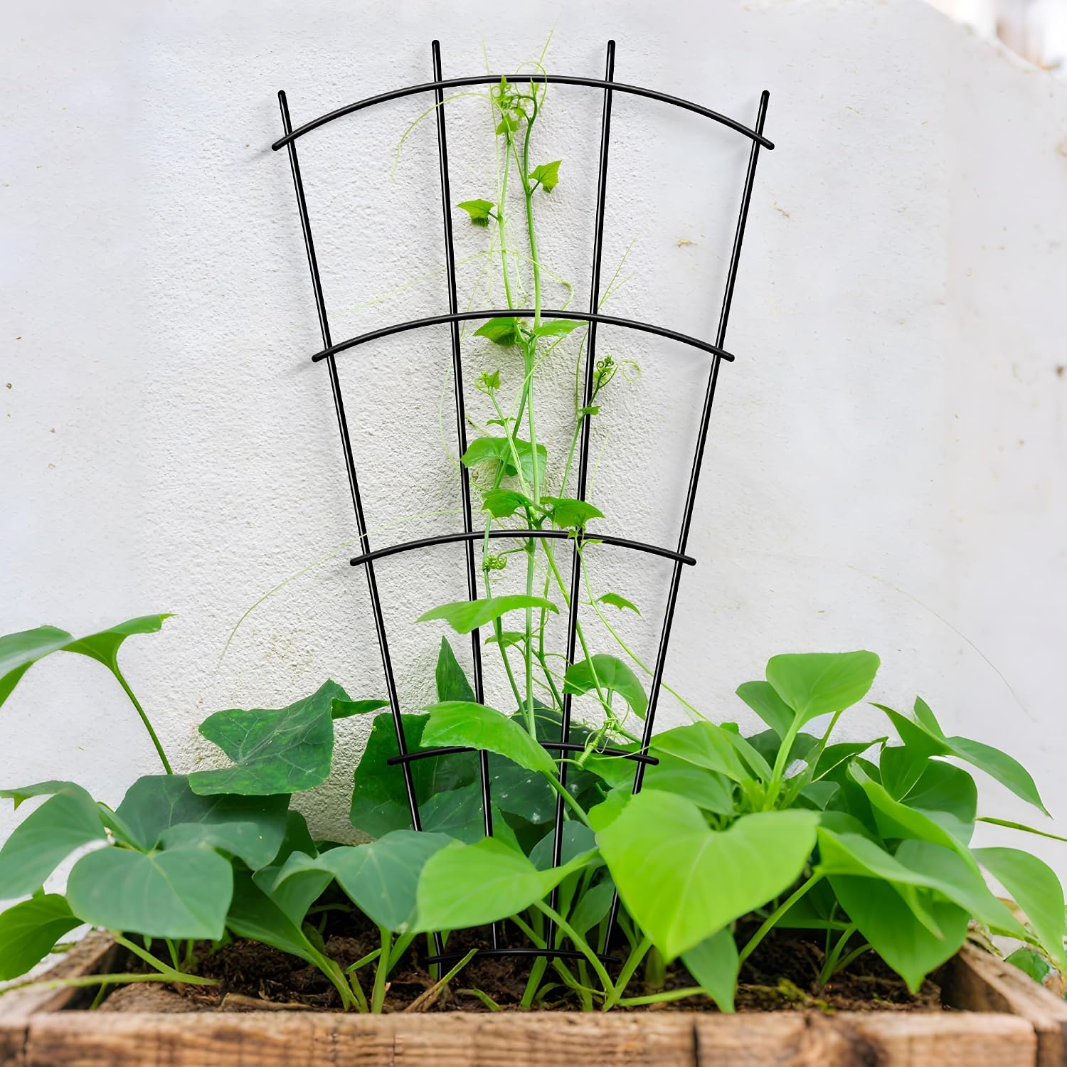 32" Metal Plant Trellis, Climbing Plant Support, 4 Pack (Black) | Rust-resistant coating | Sturdy metal frame | Easy installation | Indoor outdoor use | Roses, vines, flowers & vegetables - view 4