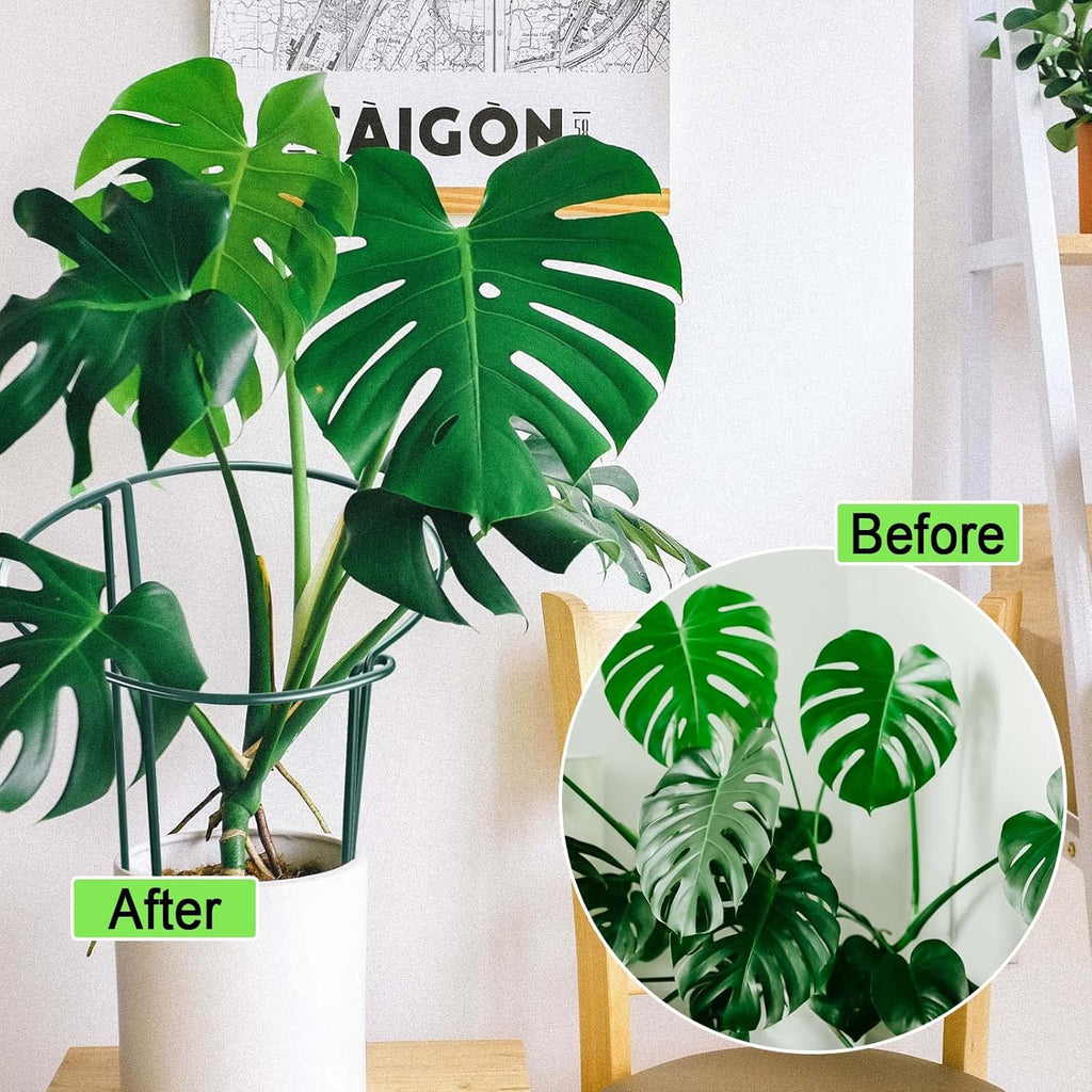 Peony Cages and Supports 24" H x 10" W, 8 Pack Tall Snake Plant Support Stake Half Round Metal Garden Stake for Indoor and Outdoor Plants, Flower Support Ring Border for Tomato,Hydrangea,Rose - view 5