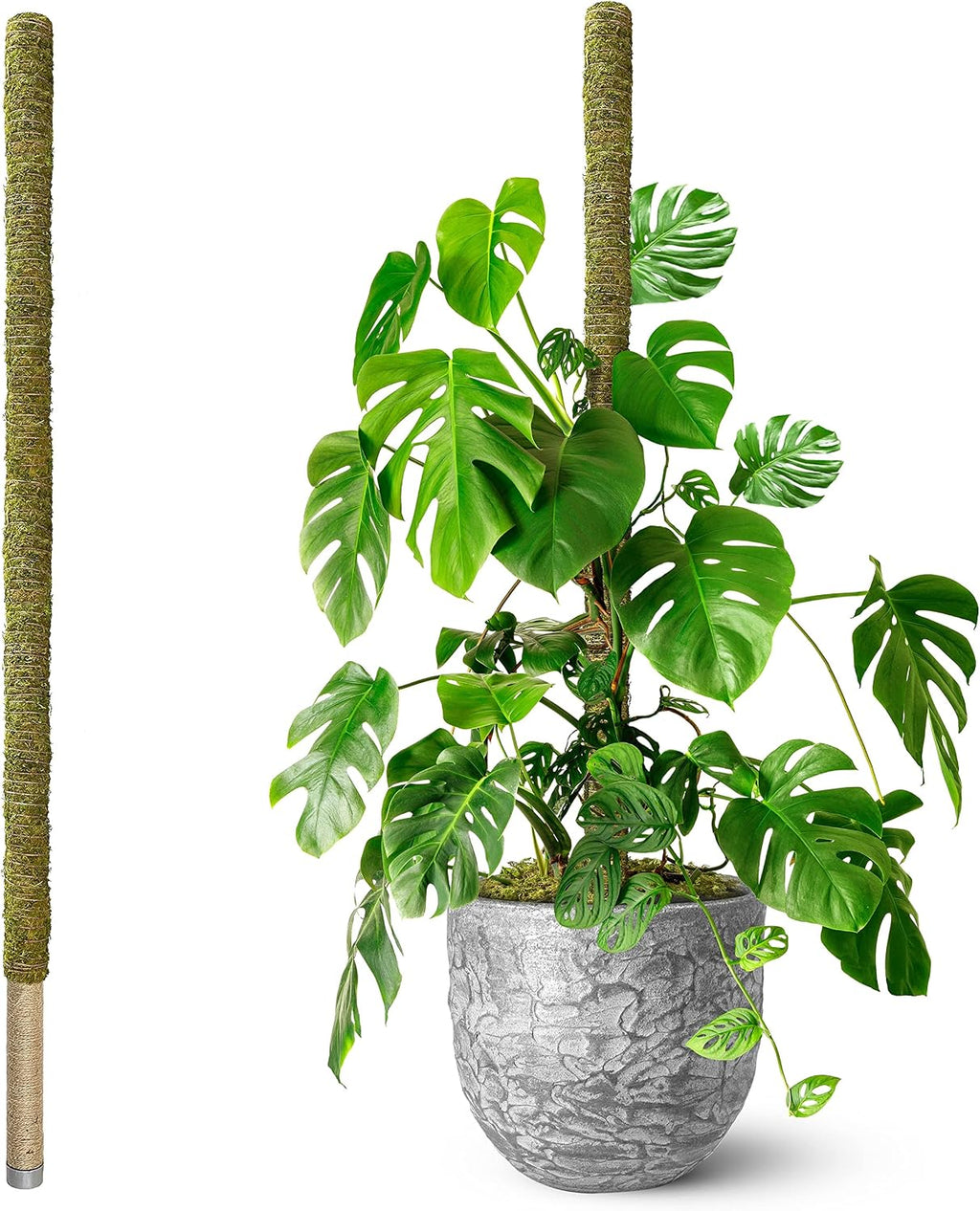 80 Inches Large Moss Pole for Plants Monstera, Plant Stakes for Indoor Plants, Monstera Plant Support, Plant Support/Plant Pole for Big Climbing Plants Indoor (1pc., 80'')