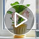 2Pcs Tulips Self Plant Watering Globes, Glass Self Watering Planter Insert, Automatic Plant Waterer Devices Indoor Outdoor (Pink) - view 7