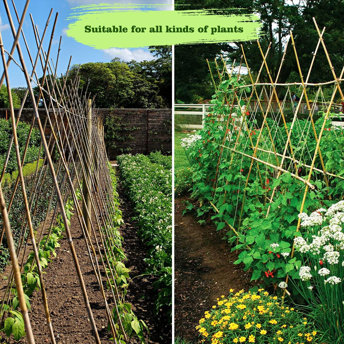 25pcs 1/2" D Thicker Heavy Duty Bamboo Stakes, 4FT Plant Stakes, Natural Garden Stakes for Tomato, Bean, Flowers,Trees Potted and Climbing Plant Support - view 8