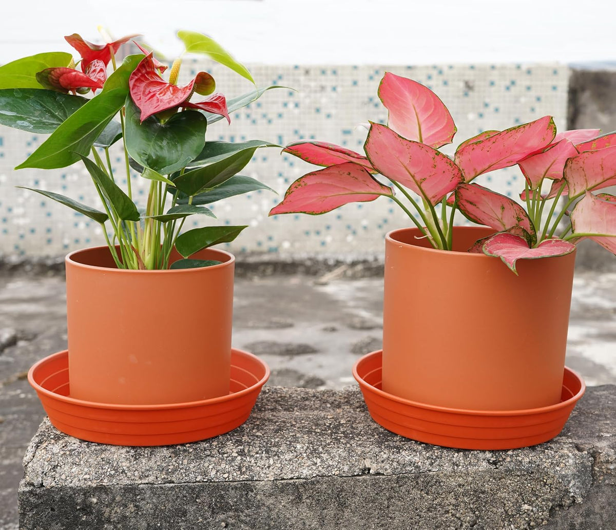Plant saucer 6 inch 4 pack 6 8 10 12 14 16 18 20 25, plastic plant trays for pots, extra-deep plant water tray, bird bath bowl, heavy flower plant saucers indoors and outdoor no holes 6in-4 red - view 3