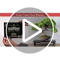 Bonsai Tree Starter Kit, Grow 4 Bonsai Trees, Gardening Gift - view 7