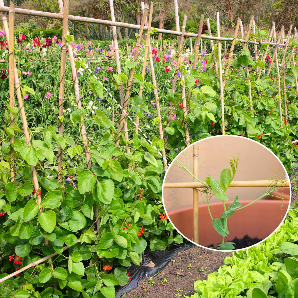Natural Bamboo Garden Stakes, 4FT Trellis Plant Support 25Pcs | 4FT sturdy longer bamboo sticks for trellis, support tomato, vegetables, beans, trees and climbing plants indoor & outdoor. - view 3