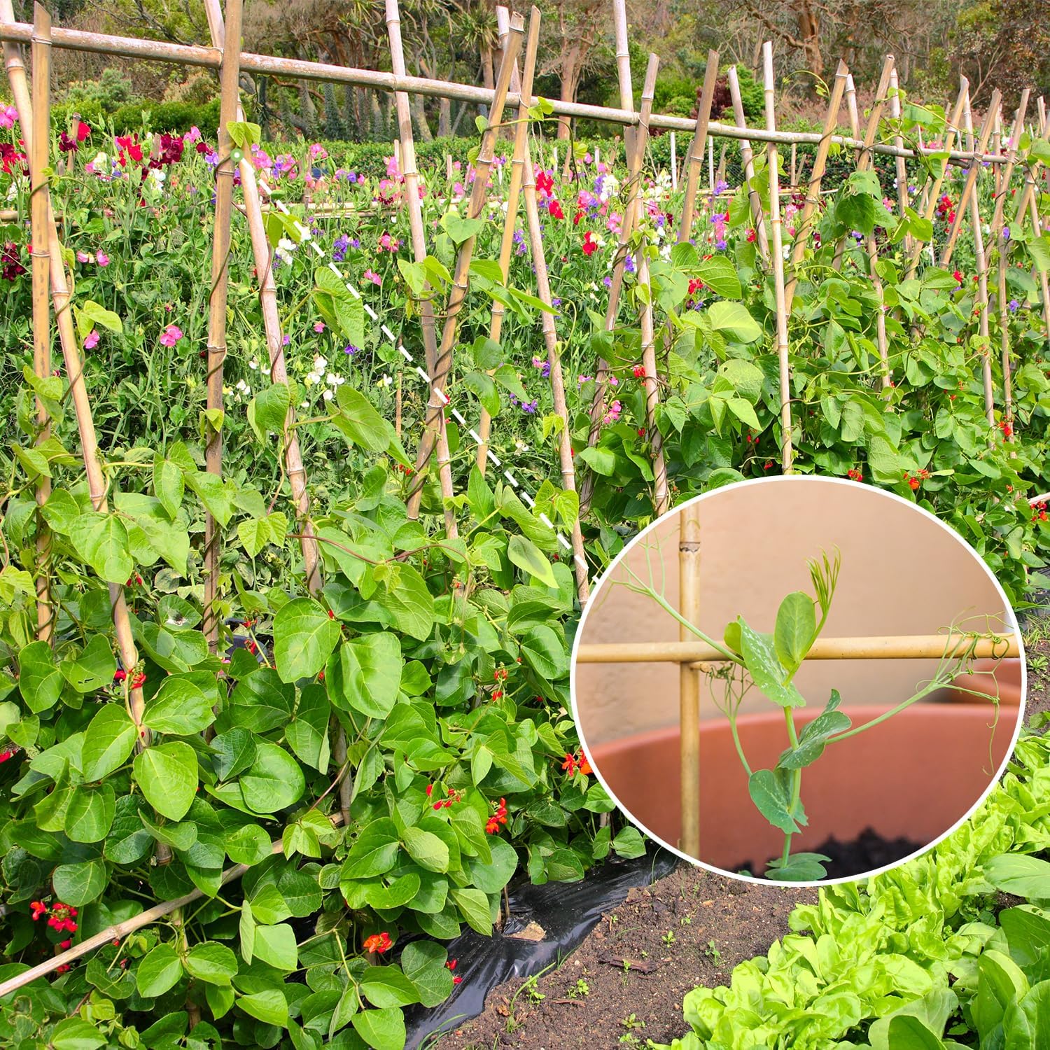 Natural Bamboo Garden Stakes, 4FT Trellis Plant Support 25Pcs | 4FT sturdy longer bamboo sticks for trellis, support tomato, vegetables, beans, trees and climbing plants indoor & outdoor. - view 3