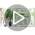 Moss Poles for Climbing Plants – Bendable Stake for Indoor Plants 28 Inch (2 Pack), Monstera Support, Moss Stick, Climbing Plant Support - view 7