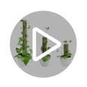 4 Pack Metal Moss Pole, 40" Large Moss Poles for Plants Monstera, Stackable Sphagnum Moss Pole for Plants Work with Sphagnum Moss(4 Pack 40") - view 7