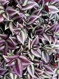 Tradescantia Zebrina Live Plants Pack of 10 Purple Wandering Jew