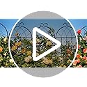 82.7 x 40in Rustic Iron Arch Decoration Garden Trellis with Black Metal Coating – Perfect for Supporting Climbing Plants Outdoor, Roses, Vines, Flowers, and Vegetables. - view 7