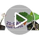 Beer's Black Fig Tree (Dwarf Habit) Live Plant - Ficus carica 'Beer's Black' - - Cold-Hardy Fig, Dwarf Fig Tree, Compact Fig Plant - Fruit Bearing Starter Tree - view 7