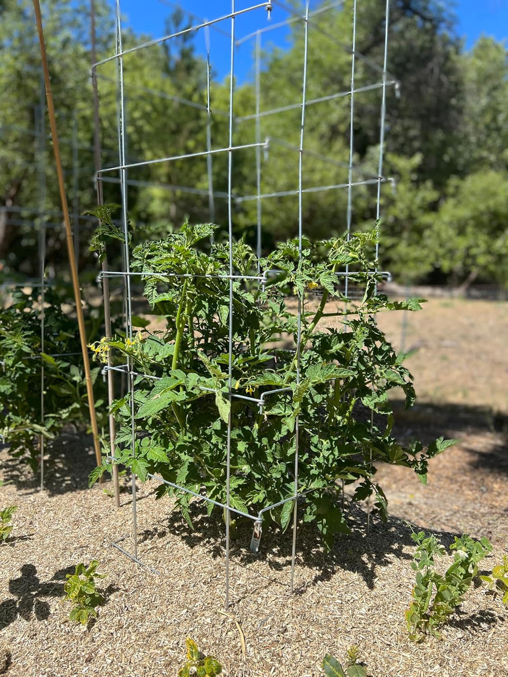 Happy Trees Large Heavy Duty Folding Tomato Cages, 3-Pack, Made in USA | Support Trellis for Climbing Vegetables and Plants, 18" x 18" x 58", Thick Gauge Galvanized Steel, Collapsible Easy Storage - view 7