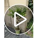 Midcentury Modern Metal Potted Plant Stand 18.7 inches Tall Flower Pot Holder Large Rustproof Iron Garden Container Heavy Duty Rack for Planter,Black (18.7 inches Tall Black) - view 7