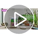 Natural Organic Perlite 5QT for Plants Potting Mix Indoor Outdoor Garden Soil Amendment for Enhanced Drainage, Seed Starter, Root Growth for Succulents, Cactus, Orchids, Money Trees, Vegetables - view 7