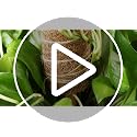 48 Inch Monstera Plant Support, 4 Pack 16 inch Moss Pole for Monstera & Climbing Plants Coco Coir Plant Support, Plant Ties Included - view 7