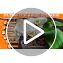 Orchid Potting Bark-3QT Organic Orchid Bark for Plants, All Natural Pine Bark Wood Chips Orchid Bark Potting Mix for Houseplant Mulch, Help Orchid Plants Root Health Development - view 7