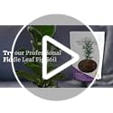 Professional Fiddle Leaf Fig Soil Mix Ready to Use Extra Large 8.2 Quarts, Premium Potting Soil for Fiddle Leaf Fig Indoor Houseplants, Peat Sawdust Coarse Sand Pinebark Made in USA (Pack of 2) - view 7