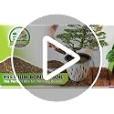 Pre-Mixed & Ready to Use 4-in-1 Bonsai Soil Mix, 2 Quarts - view 7