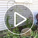 Sunnydaze 56" Black Metal Garden Trellis for Climbing Plants, 2-Pack - view 7