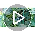 120PCS Plant Support Clips, Gentle Flower Plant Clamps for Supporting Vine Climbing Plants, Gardening Lever Loop Gripper Clips Help Stems Vines Grow Straight Upright - view 7